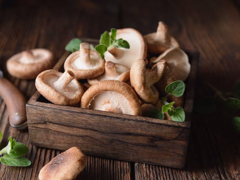 Shiitake Pilz