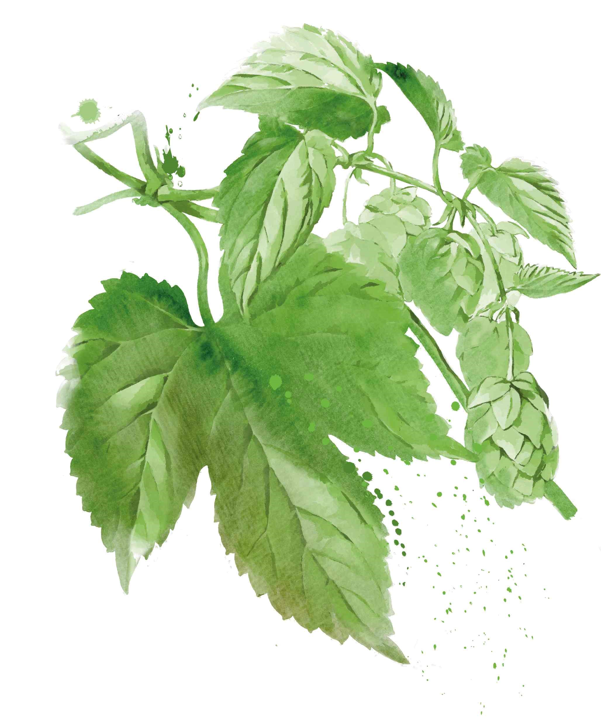 Hopfen