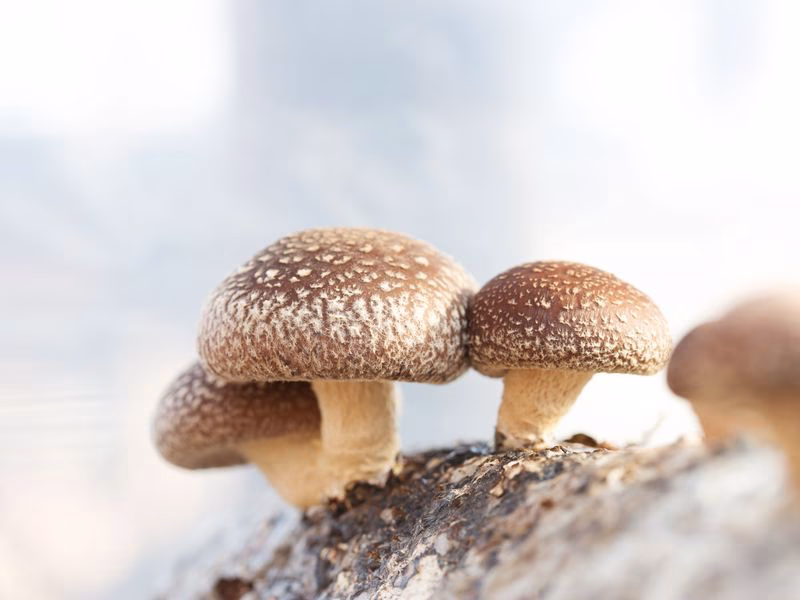 Shiitake Pilz_2